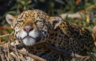 AMÉRICA LATINA SE PREOCUPA POR LOS ANIMALES EN PELIGRO DE EXTINCIÓN.