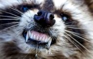 Mapaches causan pánico en Estados Unidos