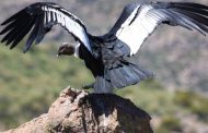 ECUADOR PROPONE NUEVAS MEDIDAS PARA EL CUIDADO DE VIDA SILVESTRE.