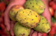 EN AMBATO SE EMPACA FRUTA DE EXPORTACIÓN.