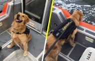 AGENTE ANTIDROGAS CANINO, SUFRE SOBREDOSIS TRAS OLFATEAR ESTUPEFACIENTES.