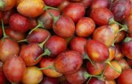 TOMATE DE ÁRBOL SE EXPORTA POR PRIMERA VEZ A ESTADOS UNIDOS.