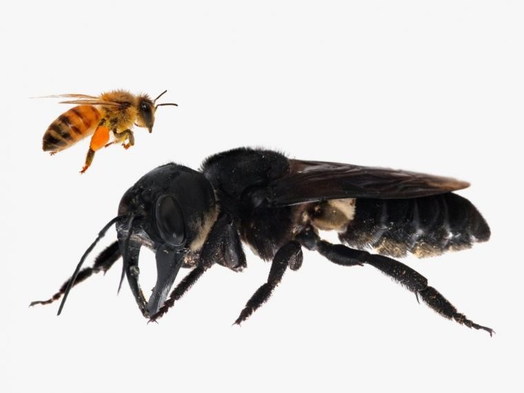Científicos encuentran ejemplar de la abeja más grande del mundo, tras creerla extinta.