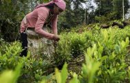 El inesperado destino de migrantes venezolanos, los narco cultivos.