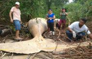 Hallan una ballena Jorobada en la selva.