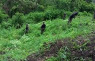 Cultivo de marihuana es encontrado en Manabí por las autoridades.