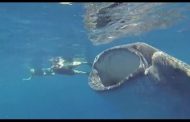 Buzo sobrevive a un ataque de ballena