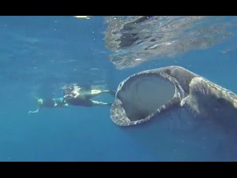 Buzo sobrevive a un ataque de ballena