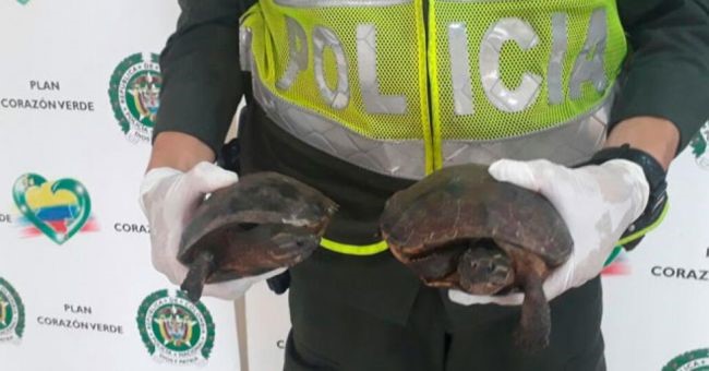 Rescatan más de 1.000 tortugas en Colombia antes de ser comercializadas.